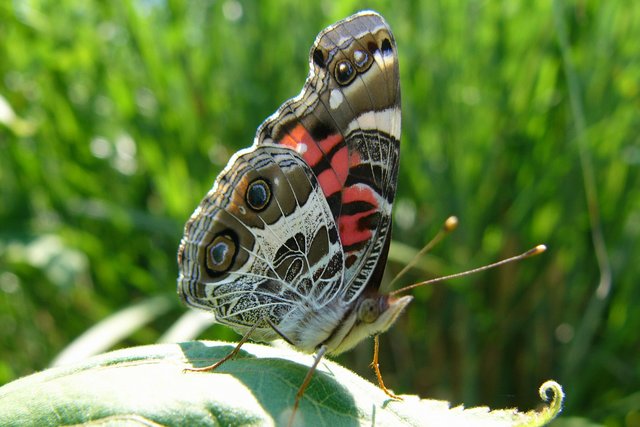 Painted Lady Butterfly on Curled Leaf