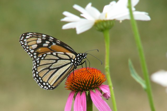 Monarch Butterfly and Flowers