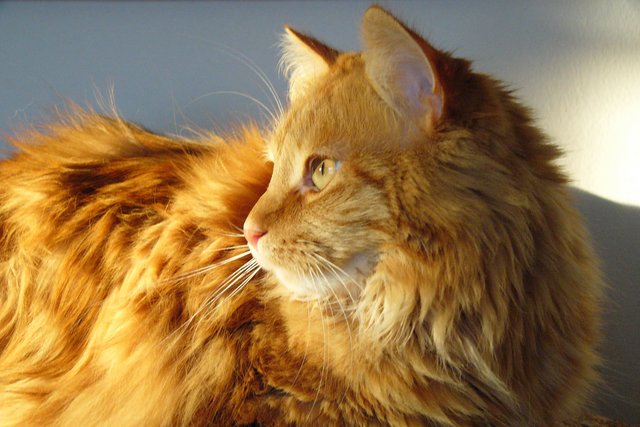 Sunlit Pride