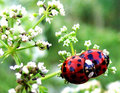 Ladybug