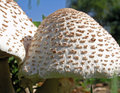 mushroom-003