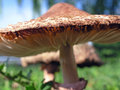 mushrooms