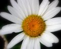 Daisy SF Macro