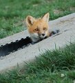 Just a Peek