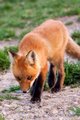 Out to Hunt