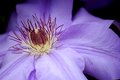 Purple Passion