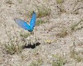 Bluebird.jpg