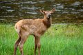 Lil Elk