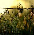 Sunlit