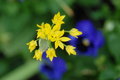 Floral Bokeh