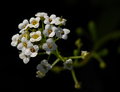 DSC_0543.JPG
