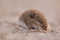 Baby Field Mouse