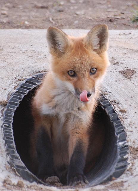 Foxy