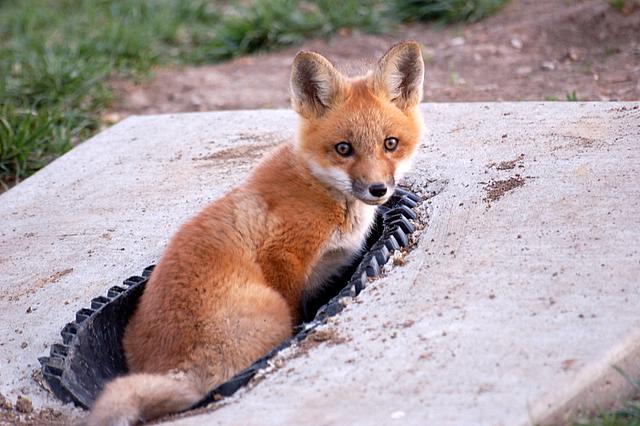 Cub