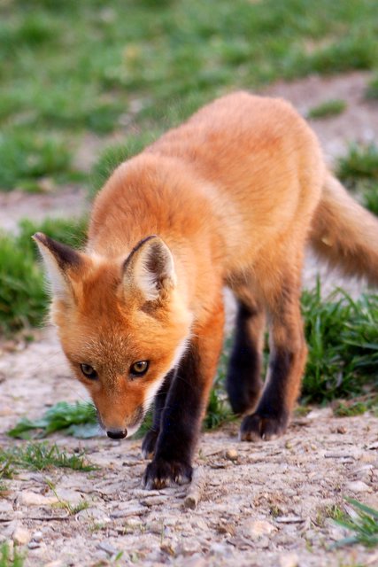 Out to Hunt