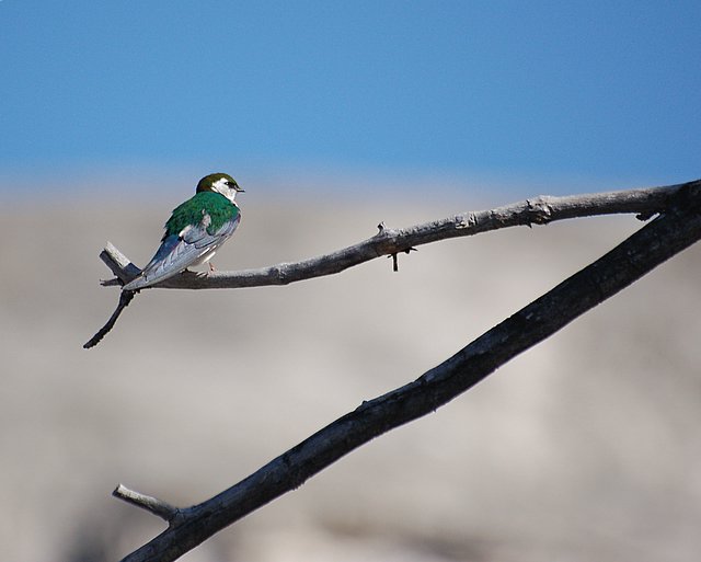Swallow.jpg