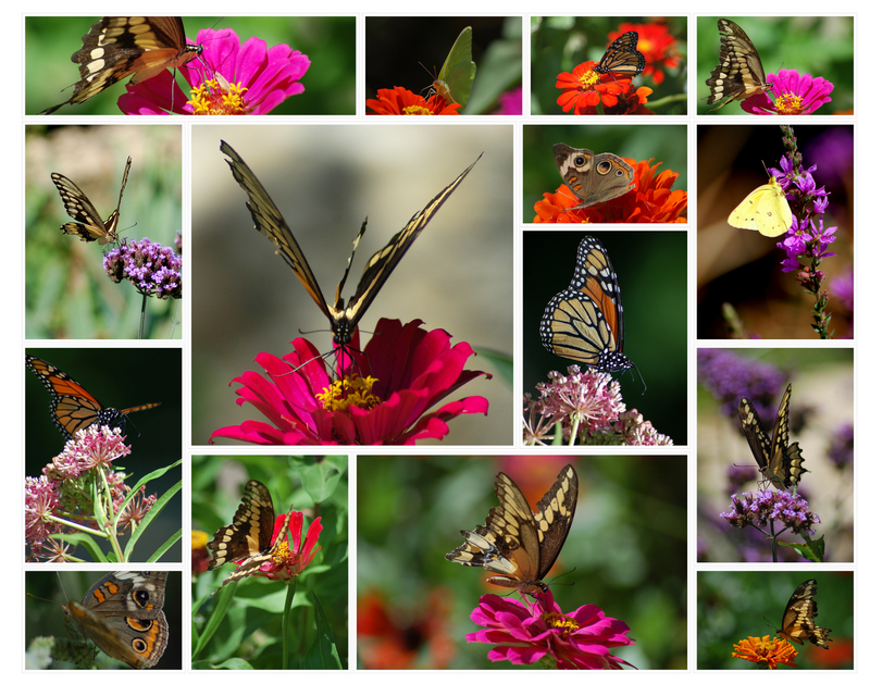 butterflies
