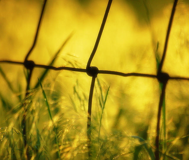 Fence
