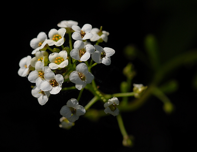 DSC_0543.JPG