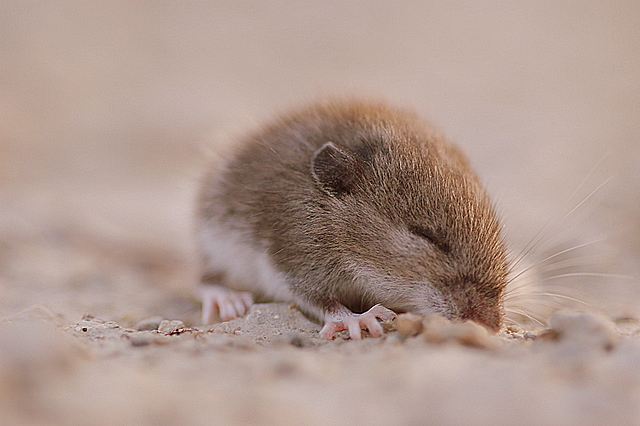 Baby Field Mouse