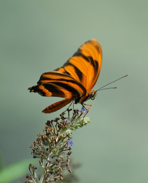 DSC_5616.JPG