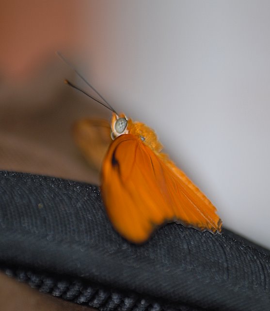 DSC_5661.JPG