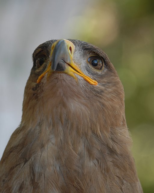 Tawny Eagle