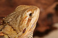 Lizzy the Bearded Dragon.jpg