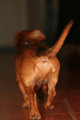 Bullets-Bum---IMG_1731.jpg