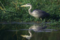 062 Grey Heron