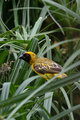 814 Southern Masked Weaver