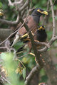 758 Common (Indian) Myna Web.jpg