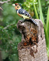 473-Crested-Barbet-Web.jpg