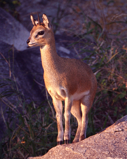 Klipspringer