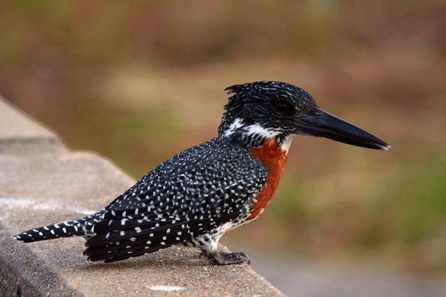 Giant Kingfisher