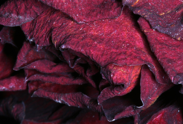 Dead-Rose-texture-macro.jpg