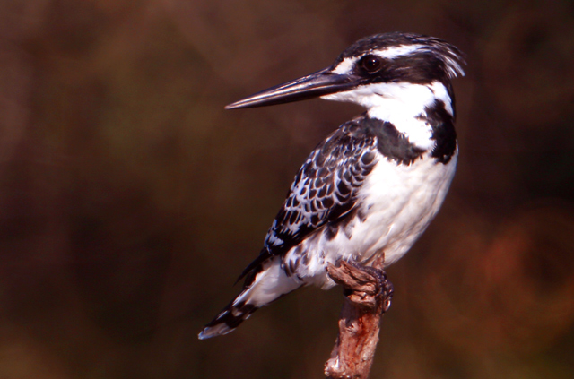 428 Pied Kingfisher