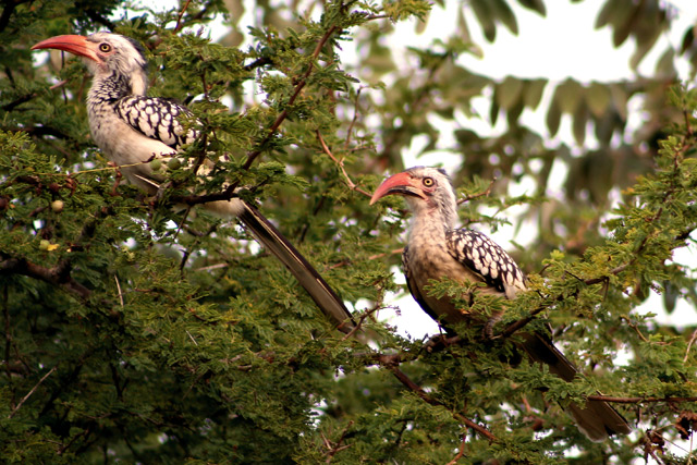 459 Southern Yellow Billed Hornbill