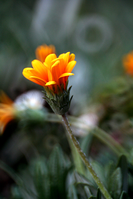 IMG_3235-Orange-web.jpg