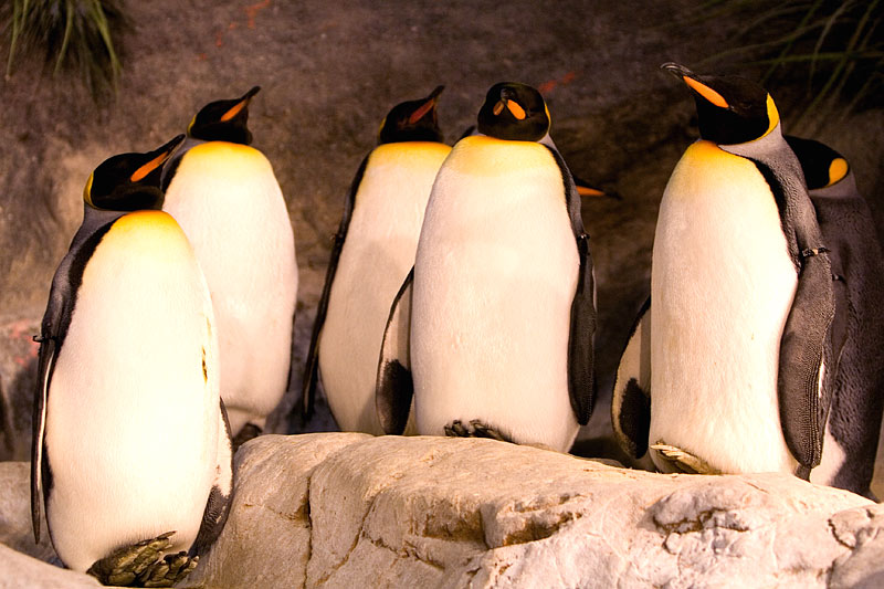 Barbershop Quartet (with Background Vocals)