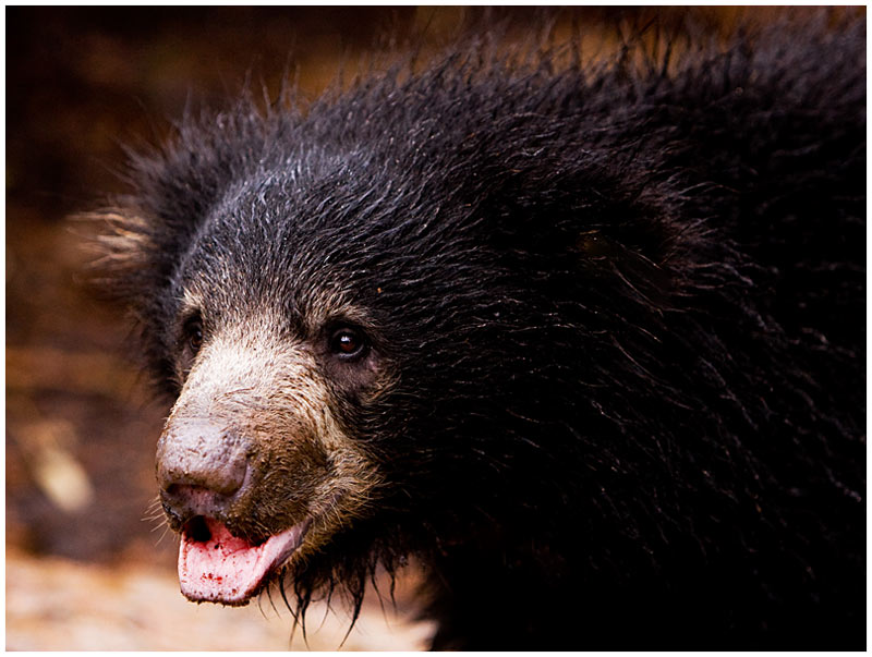 Bear