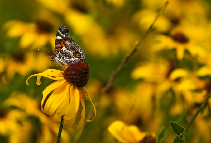 flowerbutterfly4.jpg