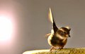 bird.jpg