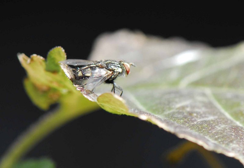 mosca parque 02 .jpg