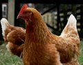Hey Chick