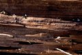 Grain (Abstract)