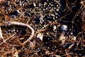 Buried Treasure (Human Impact)
