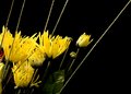 Multi flowers 374.jpg