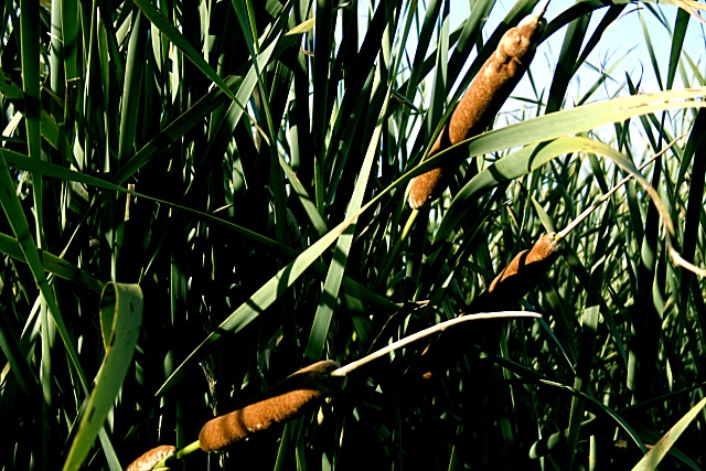 Bullrush (Nature)