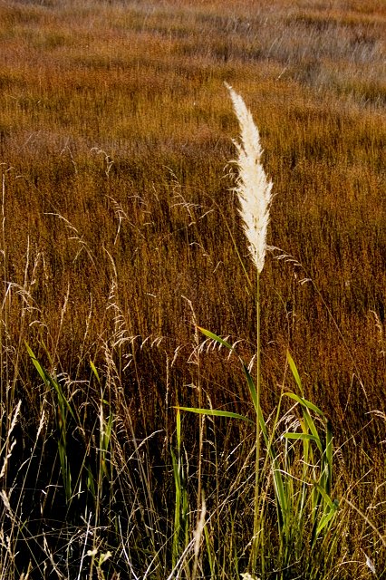 The Sentinal (Nature)
